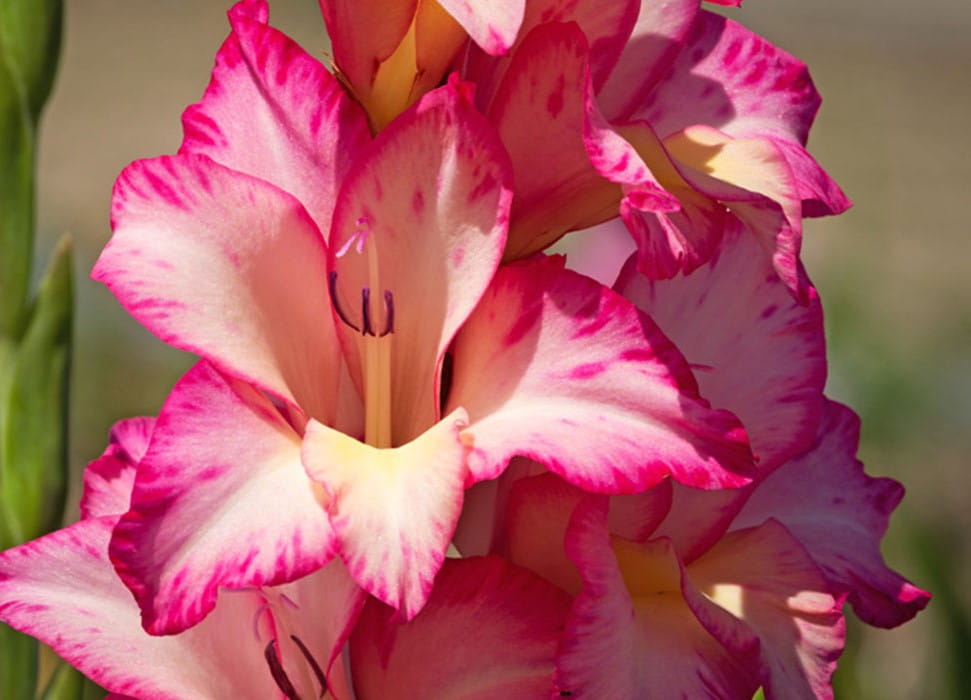 گل گلایول نماد چیست؟