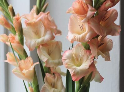 خواص گلایول – بررسی جامع فواید این گیاه دارویی