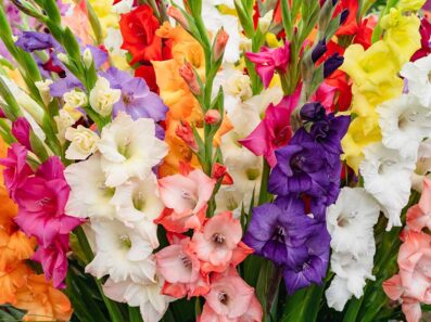 نگهداری گلایول در آپارتمان، آموزش جامع